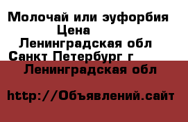 Молочай или эуфорбия › Цена ­ 500 - Ленинградская обл., Санкт-Петербург г.  »    . Ленинградская обл.